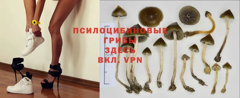 Псилоцибиновые грибы MAGIC MUSHROOMS  Горно-Алтайск 