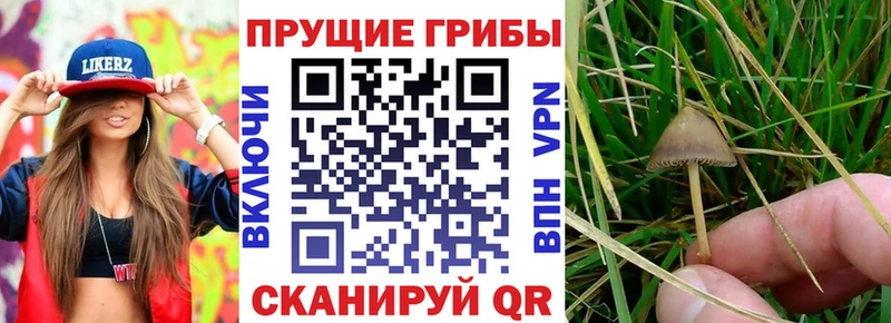 shop наркотические препараты что такое Горно-Алтайск Псилоцибиновые грибы Psilocybe