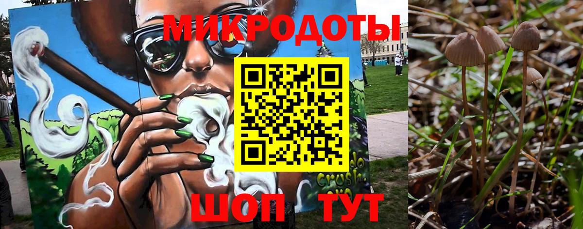 Псилоцибиновые грибы Psilocybe Горно-Алтайск